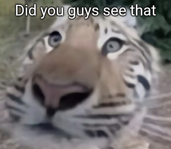 tigre | Did you guys see that | image tagged in tigre | made w/ Imgflip meme maker