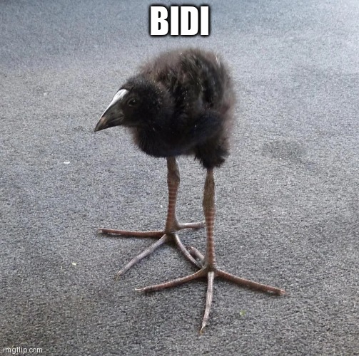 DAMN!!! bird | BIDI | image tagged in damn bird | made w/ Imgflip meme maker