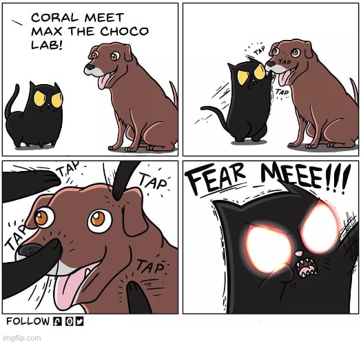 WeFlaps | image tagged in cats,comics,weflaps,coral,max,dogs | made w/ Imgflip meme maker
