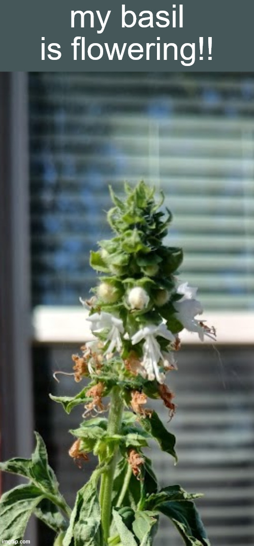 my basil is flowering!! | made w/ Imgflip meme maker