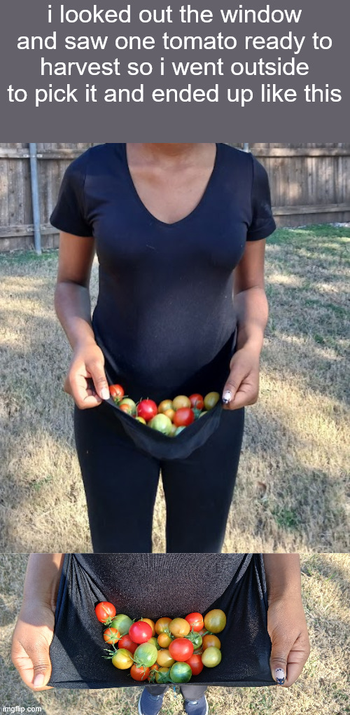 i looked out the window and saw one tomato ready to harvest so i went outside to pick it and ended up like this | made w/ Imgflip meme maker