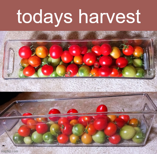 todays harvest | made w/ Imgflip meme maker
