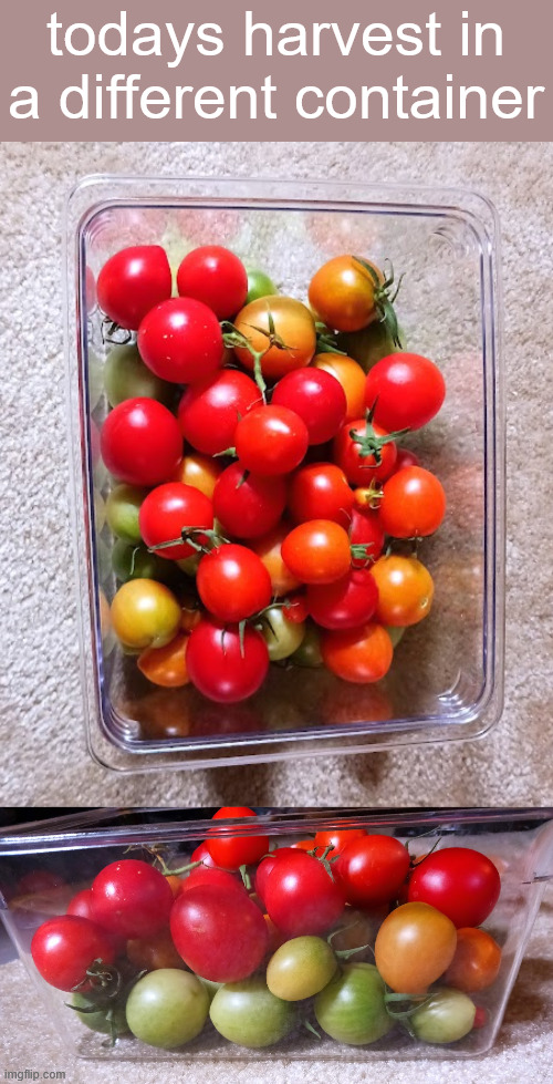 todays harvest in a different container | made w/ Imgflip meme maker