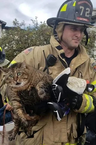Horrified Fire Cat Blank Meme Template