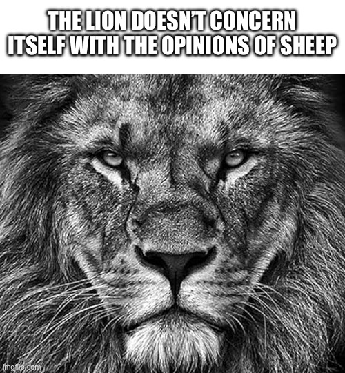 The lion doesnt concern itself with the opinions of ni | THE LION DOESN’T CONCERN ITSELF WITH THE OPINIONS OF SHEEP | image tagged in the lion doesnt concern itself with the opinions of ni | made w/ Imgflip meme maker