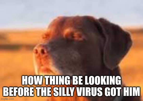 blissful dog | HOW THING BE LOOKING BEFORE THE SILLY VIRUS GOT HIM | image tagged in blissful dog | made w/ Imgflip meme maker