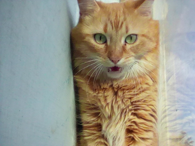 Shocked Tabby Blank Meme Template