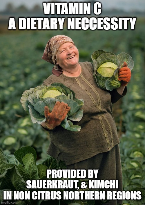 olga's cabbage | VITAMIN C
A DIETARY NECCESSITY PROVIDED BY SAUERKRAUT, & KIMCHI
IN NON CITRUS NORTHERN REGIONS | image tagged in olga's cabbage | made w/ Imgflip meme maker