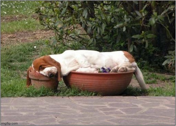 Perfect Pot Placement ! | image tagged in dogs,bassett hound,sleeping,pots | made w/ Imgflip meme maker