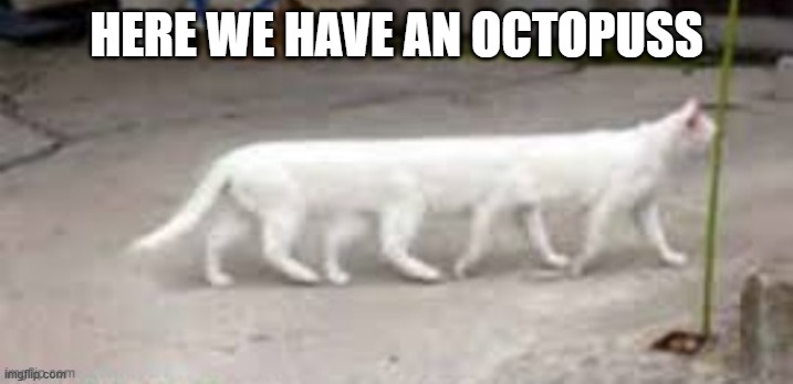 Have you ever seen an Octo-puss?  --  funny  -- | HERE WE HAVE AN OCTOPUSS | image tagged in cat,kittens,funny,humor,play on words | made w/ Imgflip meme maker