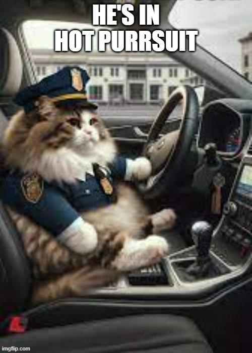 This police cat is in hot purrsuit.   --  funny  -- | HE'S IN HOT PURRSUIT | image tagged in cat,kittens,funny,humor,police | made w/ Imgflip meme maker