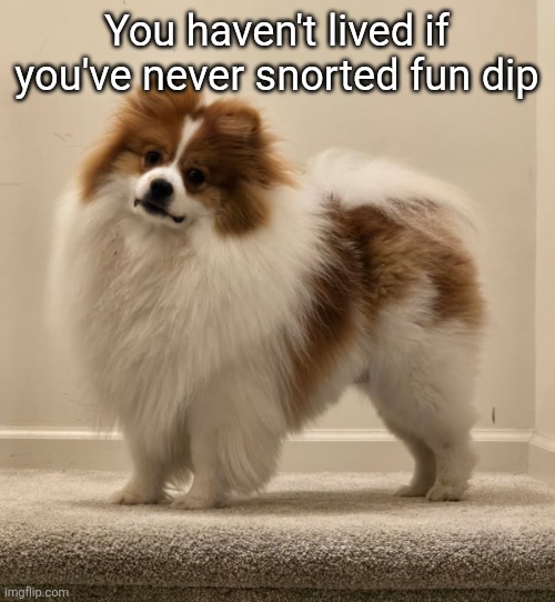 Dank's Dog (Ike) | You haven't lived if you've never snorted fun dip | image tagged in dank's dog ike | made w/ Imgflip meme maker