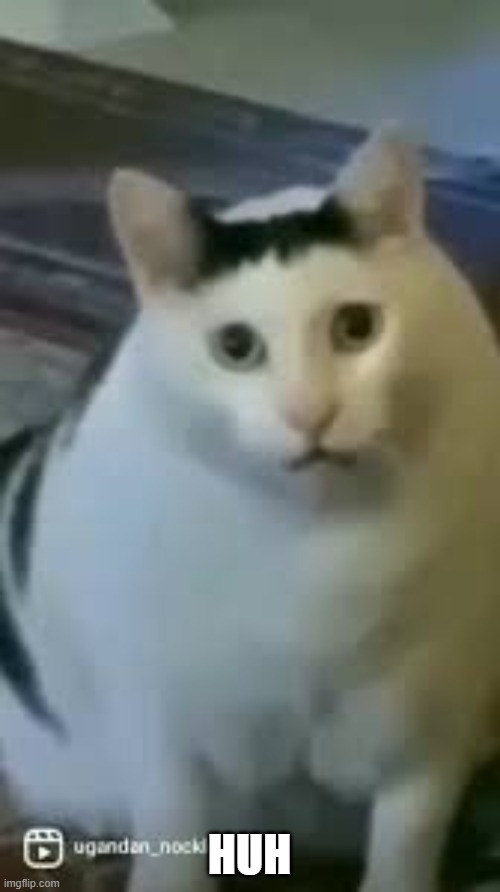 Huh Cat | HUH | image tagged in huh cat | made w/ Imgflip meme maker