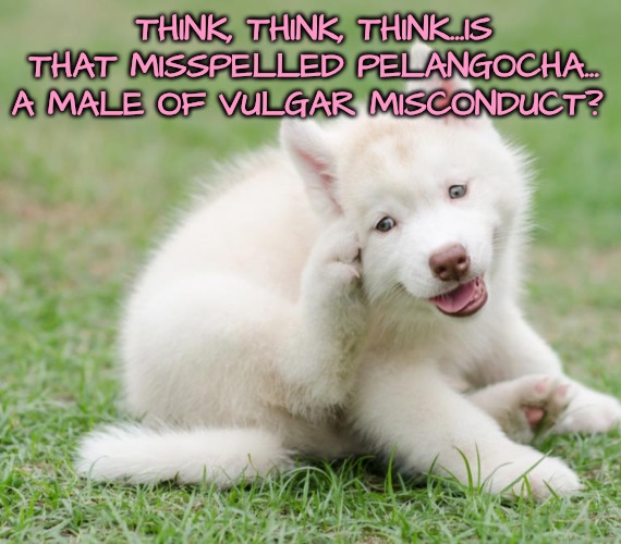 THINK, THINK, THINK...IS THAT MISSPELLED PELANGOCHA...
A MALE OF VULGAR MISCONDUCT? | made w/ Imgflip meme maker