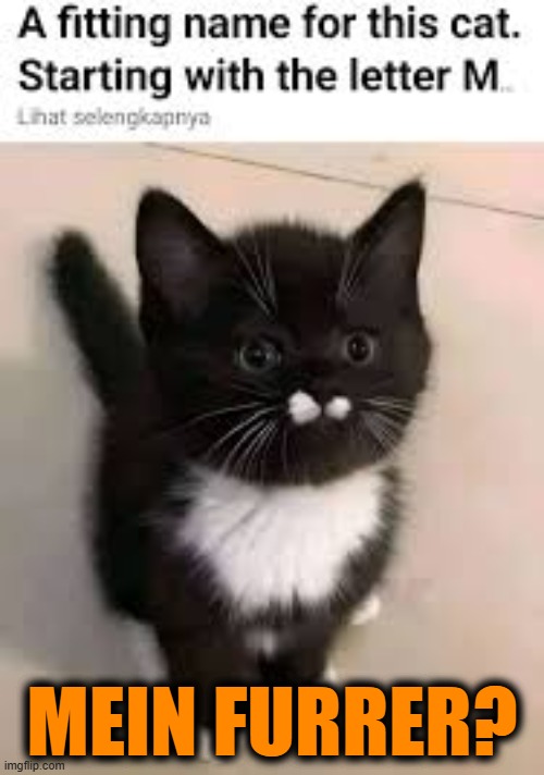 MEIN FURRER? | image tagged in cat,hitler,name,moustache | made w/ Imgflip meme maker