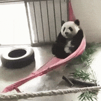 Is it time to sleep yet? | image tagged in gifs,funny,panda,chinese,china,made in china | made w/ Imgflip images-to-gif maker
