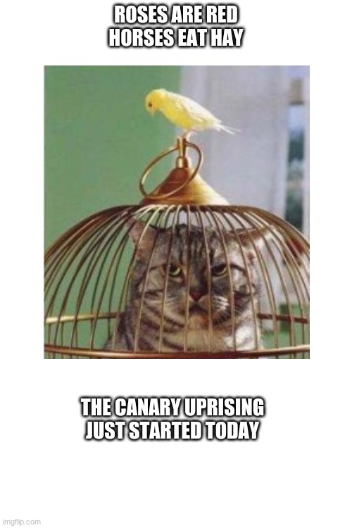 Pet UPrISinG | ROSES ARE RED
HORSES EAT HAY; THE CANARY UPRISING JUST STARTED TODAY | image tagged in pets | made w/ Imgflip meme maker