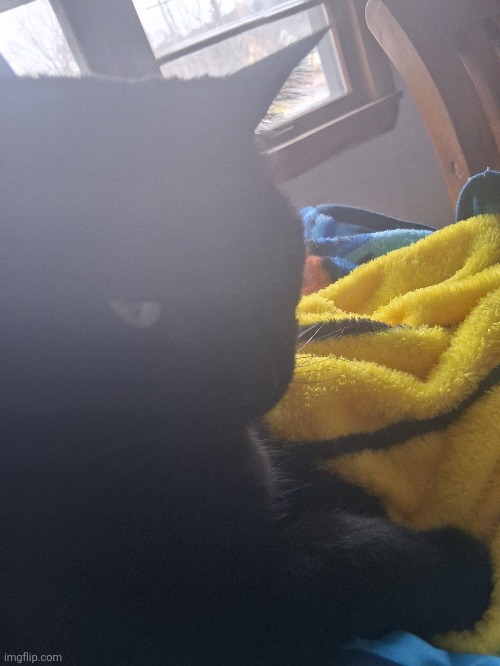 This was gouda. He got attacked by a pack of wild labubus. | made w/ Imgflip meme maker