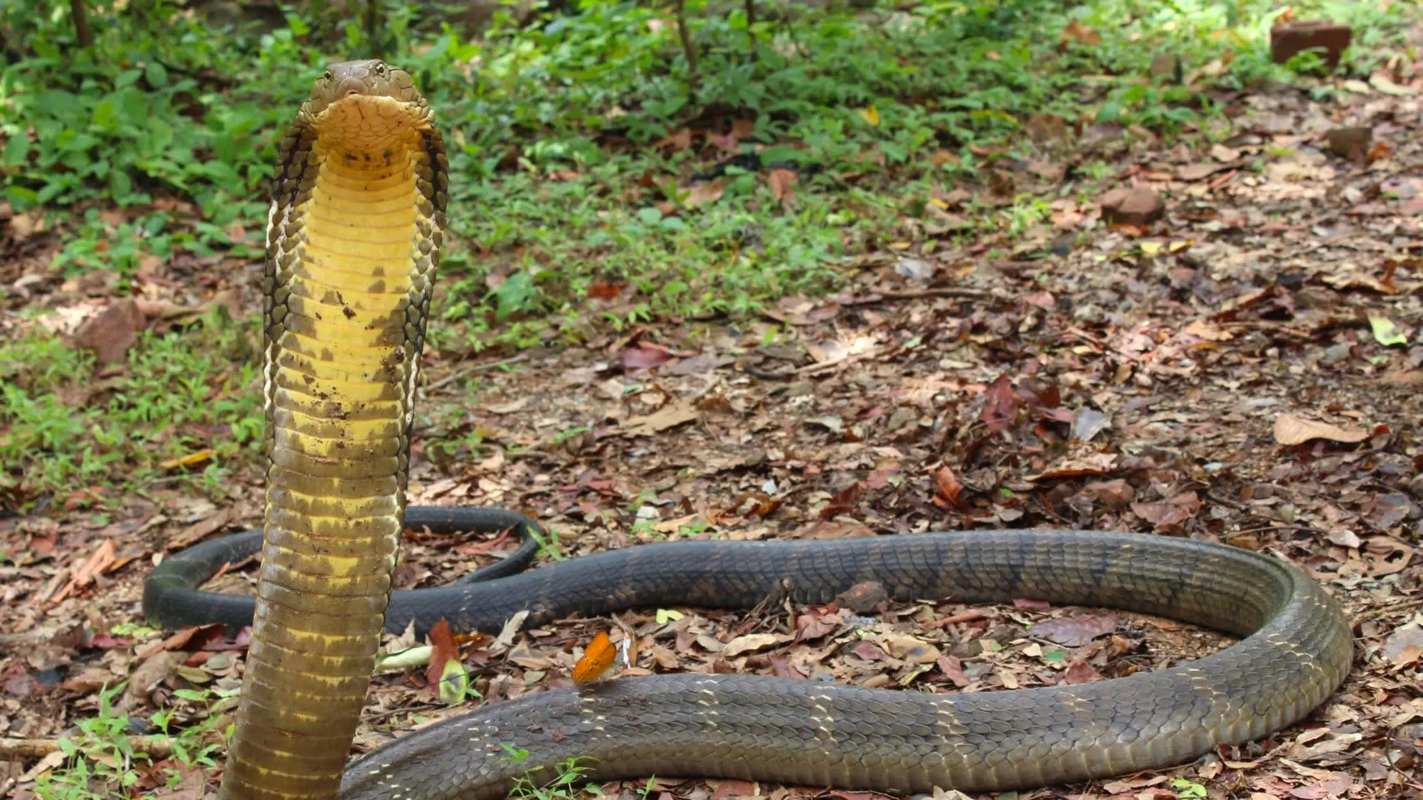 pondering snake Blank Meme Template