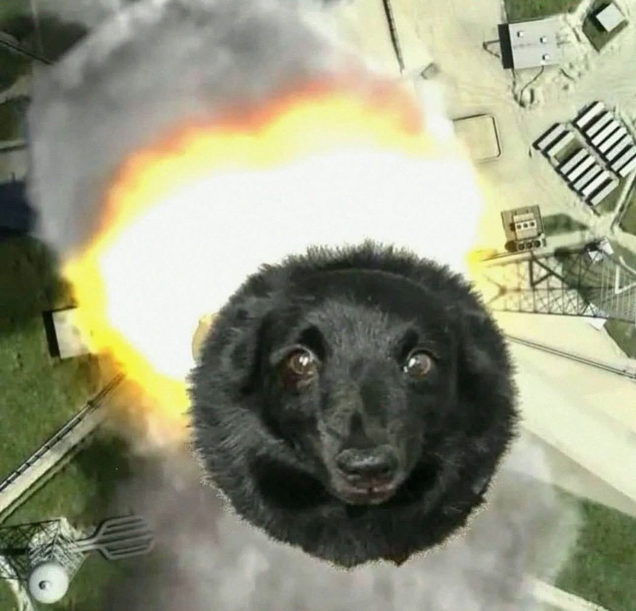 Missile dog Blank Meme Template