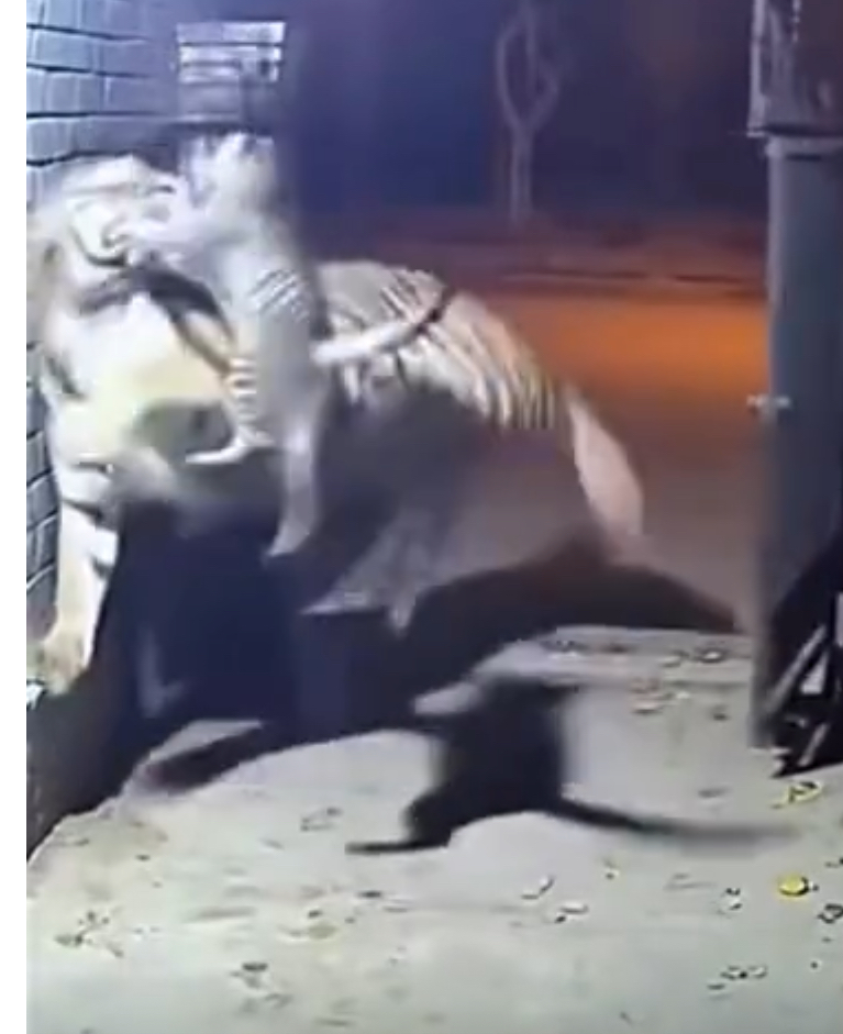 Not about the size of the cat Blank Meme Template