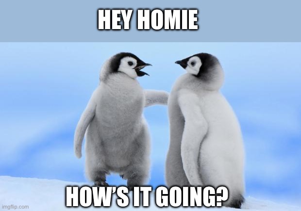 Homie | HEY HOMIE; HOW’S IT GOING? | image tagged in penguin love | made w/ Imgflip meme maker