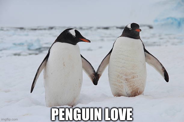 Penguin love | PENGUIN LOVE | image tagged in penguins,couple,couple in bed,true love | made w/ Imgflip meme maker