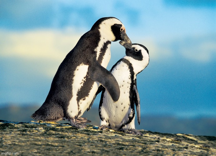 Noot Noot Kiss Kiss | image tagged in kiss,penguins,noot noot | made w/ Imgflip meme maker