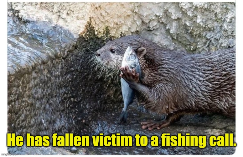 Suspected scam. | He has fallen victim to a fishing call. | image tagged in funny,fishing,otter | made w/ Imgflip meme maker
