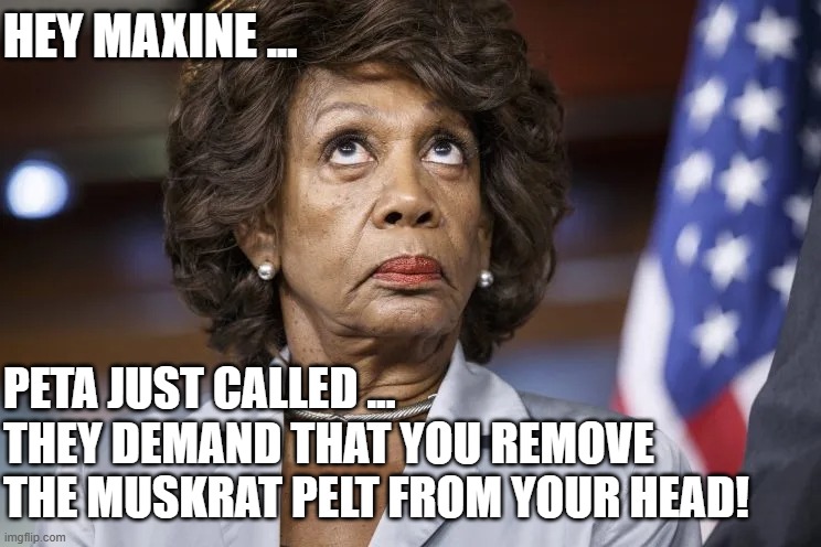 Max's Muskrat Wig | HEY MAXINE ... PETA JUST CALLED ...
THEY DEMAND THAT YOU REMOVE 
THE MUSKRAT PELT FROM YOUR HEAD! | image tagged in wig | made w/ Imgflip meme maker
