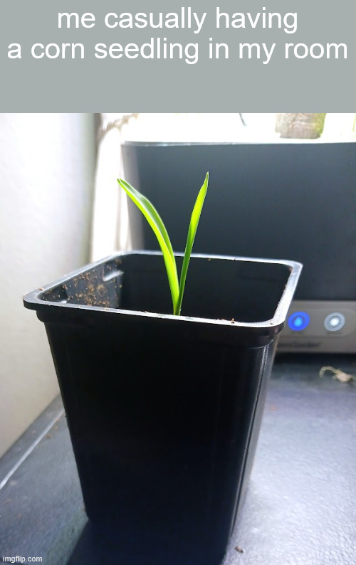 me casually having a corn seedling in my room | made w/ Imgflip meme maker