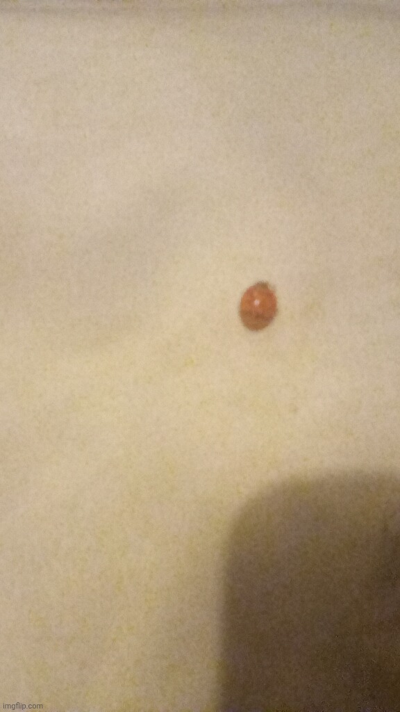 Bro where the fuck did this thing come from | made w/ Imgflip meme maker