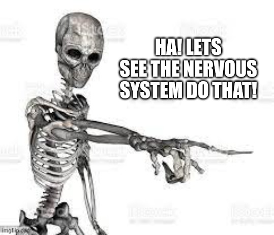 skeleton pointing | HA! LETS SEE THE NERVOUS SYSTEM DO THAT! | image tagged in skeleton pointing | made w/ Imgflip meme maker