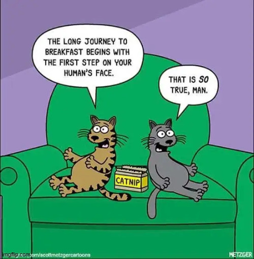 Catnip talking | image tagged in repost,catnip talking | made w/ Imgflip meme maker