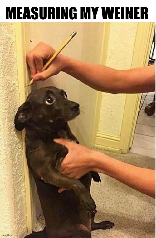 Measuring My Weiner | MEASURING MY WEINER | image tagged in chrisjoines1 | made w/ Imgflip meme maker