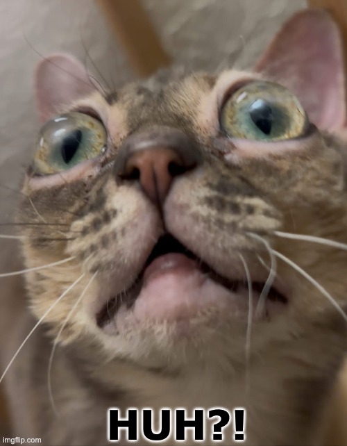 HUH?! - Gumbus the Cat | HUH?! | image tagged in cat,cats,funny,memes,cat memes,kittens | made w/ Imgflip meme maker