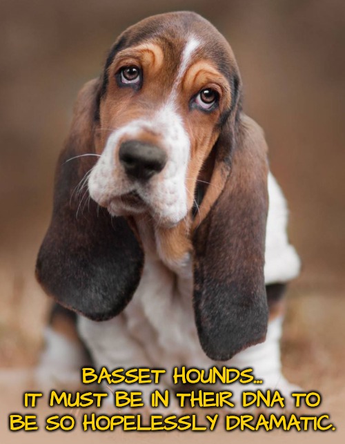 BASSET HOUNDS...
IT MUST BE IN THEIR DNA TO BE SO HOPELESSLY DRAMATIC. | made w/ Imgflip meme maker