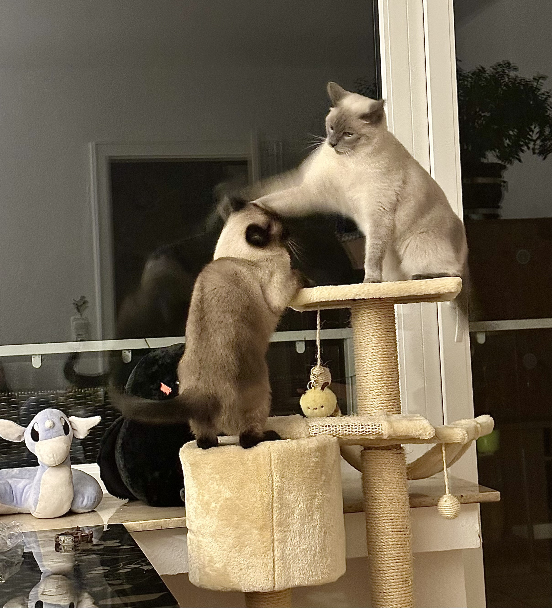 Bonk Blank Meme Template