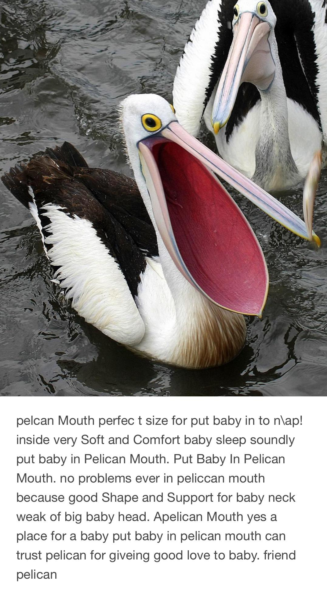 Put Baby in Pelican Mouth Blank Meme Template