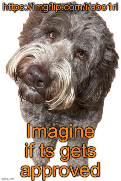 https://imgflip.com/i/abo1ri | https://imgflip.com/i/abo1ri; Imagine if ts gets approved | image tagged in norther's dog | made w/ Imgflip meme maker