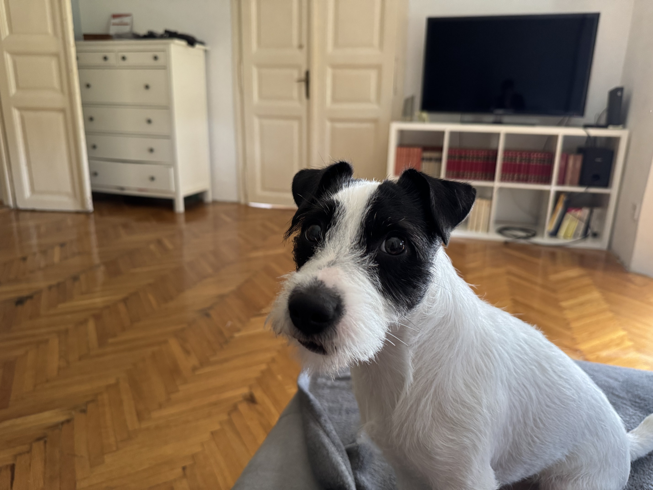 Sus dog Blank Meme Template