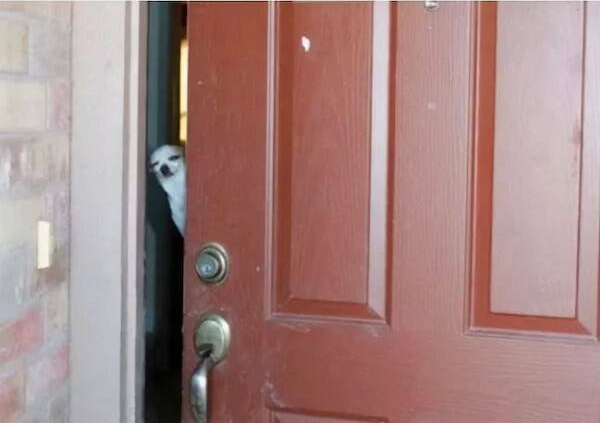chihuahua door Blank Meme Template