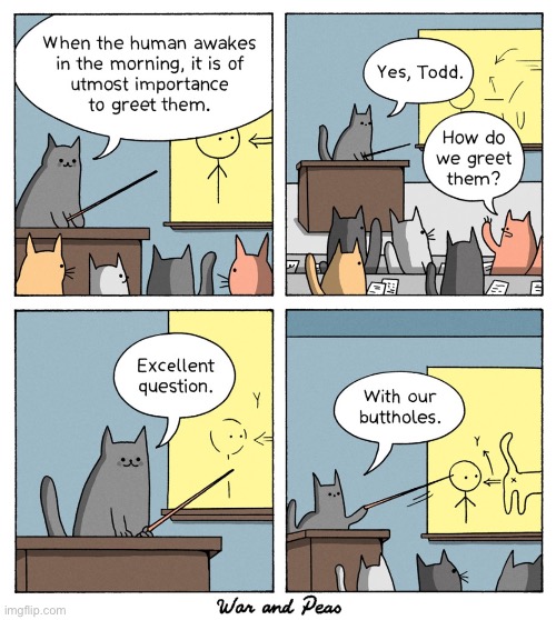 It’s always been “the way of the cat”… | image tagged in cats,war and peas,comics,classroom,buttholes,morning greeting | made w/ Imgflip meme maker