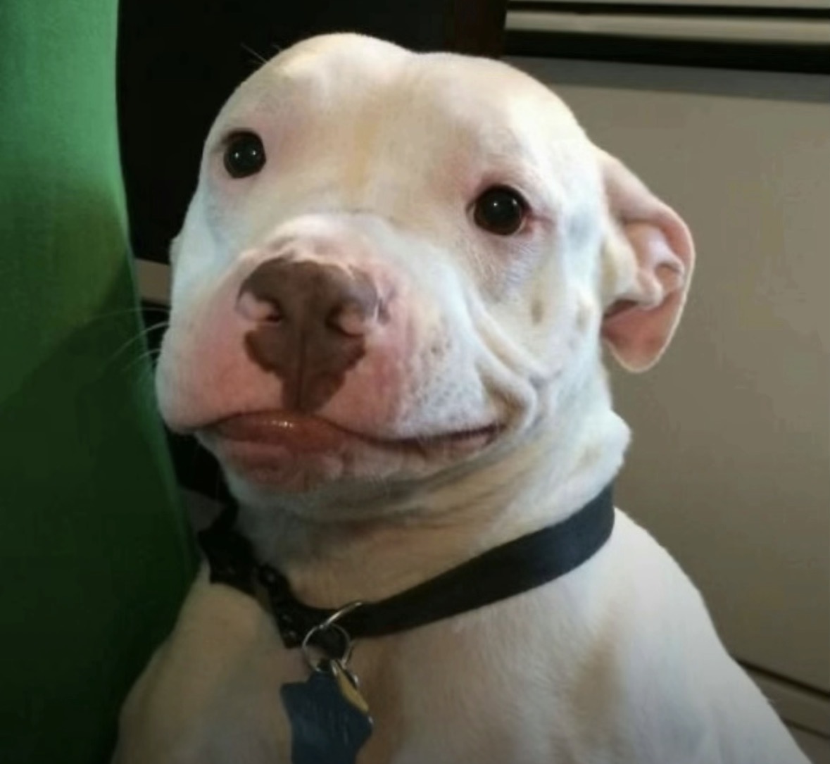 dog Blank Meme Template