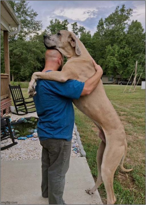 We All Need A Cuddle Sometimes ! | image tagged in dogs,great dane,cuddles | made w/ Imgflip meme maker