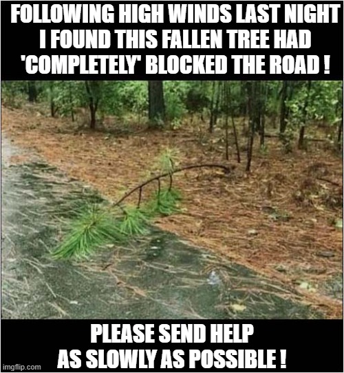 Any Excuse Not To Go To Work ! | FOLLOWING HIGH WINDS LAST NIGHT
I FOUND THIS FALLEN TREE HAD
'COMPLETELY' BLOCKED THE ROAD ! PLEASE SEND HELP AS SLOWLY AS POSSIBLE ! | image tagged in fallen tree,road block | made w/ Imgflip meme maker