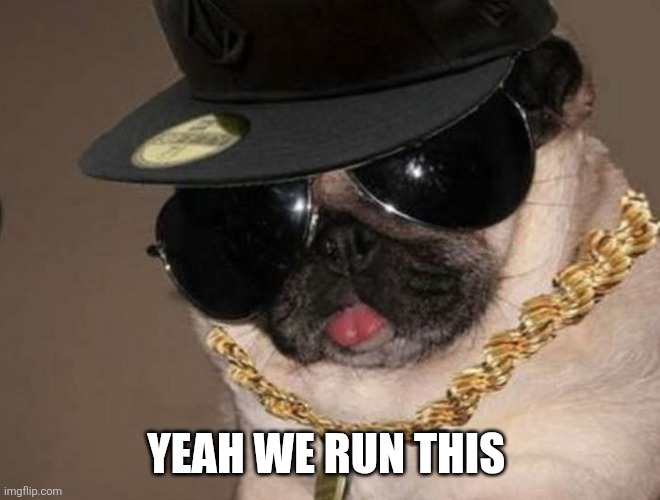 Gangster Pug | YEAH WE RUN THIS | image tagged in gangster pug | made w/ Imgflip meme maker