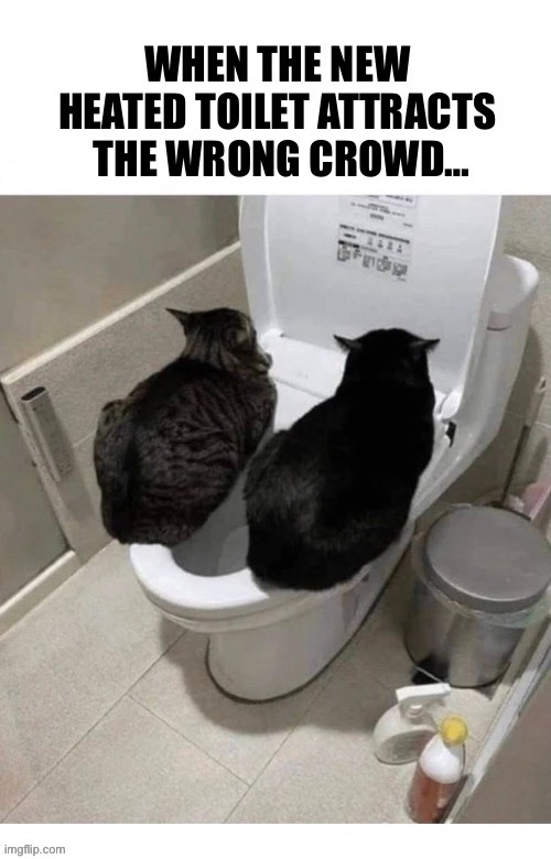 It looks like we’ll be using the guest bathroom for a while… | image tagged in cats,heated toilet,wrong crowd,taking over | made w/ Imgflip meme maker
