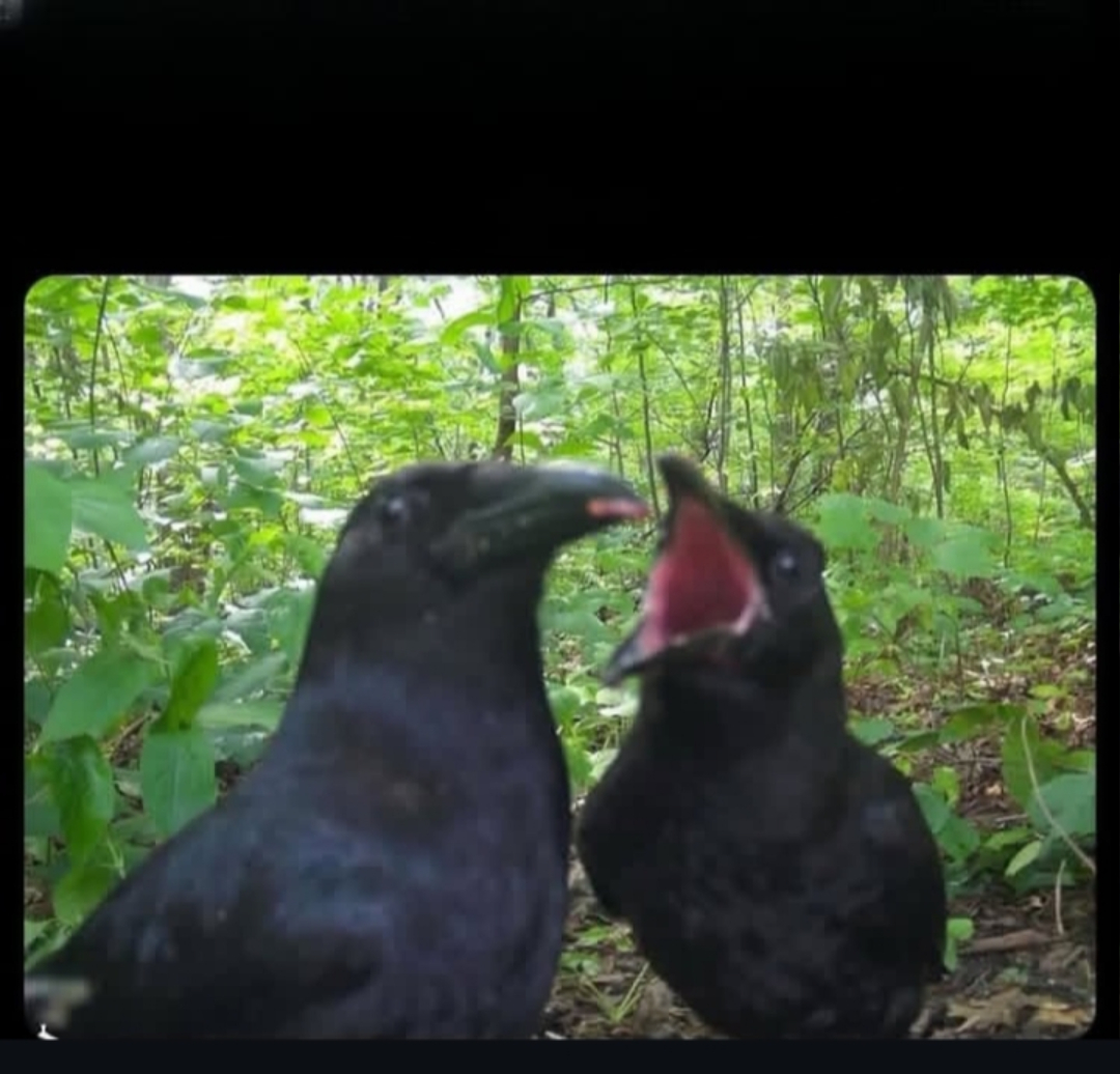 Ragebait memenum Blank Meme Template