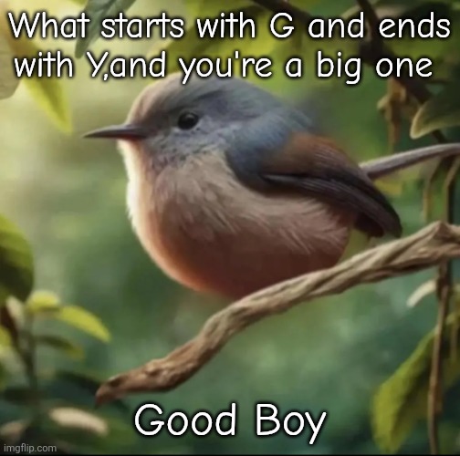True | What starts with G and ends with Y,and you're a big one; Good Boy | image tagged in no balls | made w/ Imgflip meme maker